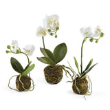 Phalaenopsis Orchid Drop-Ins