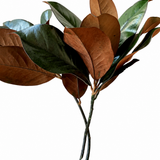 Preserved Magnolia