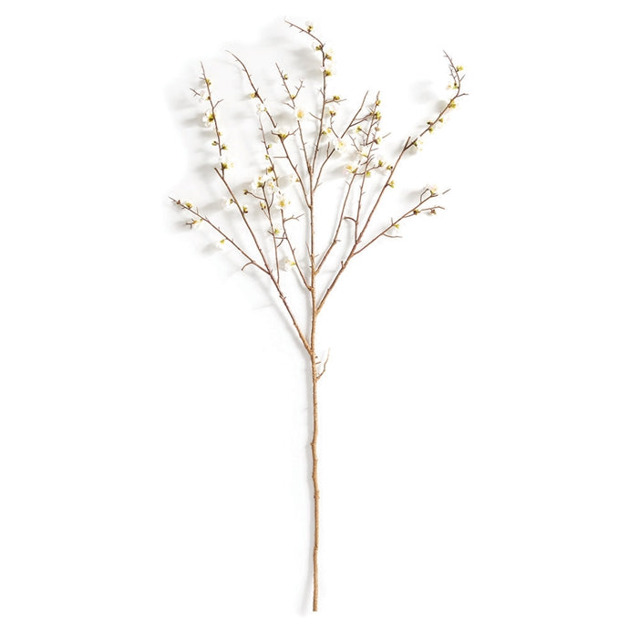 Quince Blossom Branches