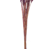 Dried Natural Foxtail