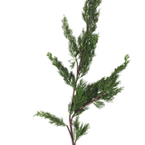 Cedar Branch 36"