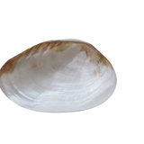 Decorative Footed Natural Shell Dish