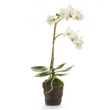 Phalaenopsis Orchid Drop-In 17"-White