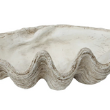 Magnesia Seashell / Clamshell