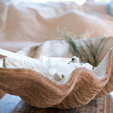 Magnesia Seashell / Clamshell
