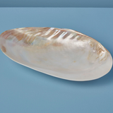 Seashell Footed Dish