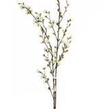 Quince Blossom Branches