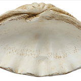 Magnesia Seashell / Clamshell