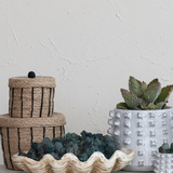 Magnesia Seashell / Clamshell